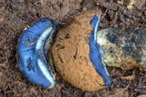 Gyroporus furvescens image