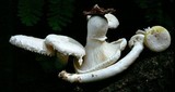 Pleurotus dryinus image
