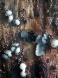 Pseudolachnea hispidula image