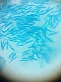 Pseudolachnea hispidula image