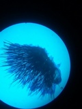 Pseudolachnea hispidula image