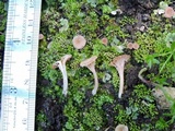 Omphalina versatilis image