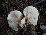 Lepista sordida image
