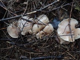 Lepista sordida image