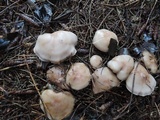 Lepista sordida image
