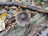 Mycopan scabripes image