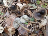 Mycopan scabripes image