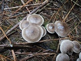 Tricholoma scalpturatum image