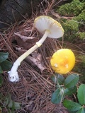 Amanita frostiana image