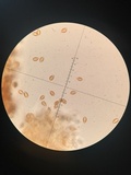 Descolea antarctica image