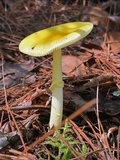 Amanita frostiana image