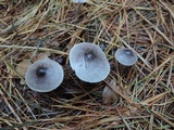 Tricholoma virgatum image