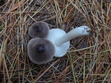 Tricholoma virgatum image