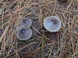 Tricholoma virgatum image