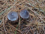 Tricholoma virgatum image