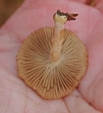 Inocybe subochracea image
