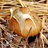 Inocybe subochracea image