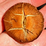 Inocybe subochracea image