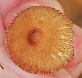 Inocybe subochracea image