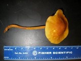 Xeromphalina tenuipes image