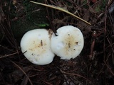 Russula albidula image