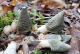 Phallus ravenelii image