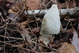 Phallus ravenelii image