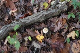 Amanita marginata image