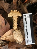 Amanita marginata image