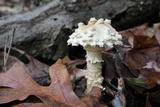 Amanita marginata image