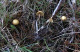 Galerina vittiformis image