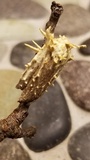 Cordyceps tuberculata image