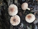 Echinoderma asperum image