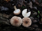 Echinoderma asperum image