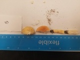 Lactifluus hygrophoroides image