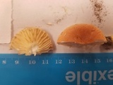 Lactifluus hygrophoroides image
