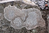 Lecanora rupicola var. rupicola image