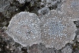 Lecanora rupicola var. rupicola image