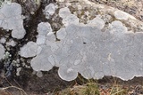 Lecanora rupicola var. rupicola image