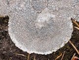 Lecanora rupicola var. rupicola image