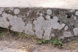 Lecanora rupicola var. rupicola image