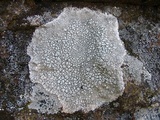 Lecanora rupicola var. rupicola image