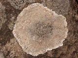 Lecanora rupicola var. rupicola image