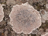 Lecanora rupicola var. rupicola image