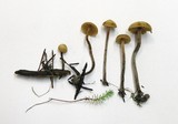 Galerina vittiformis image