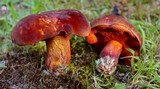 Boletus rubroflammeus image