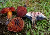 Boletus rubroflammeus image