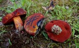 Boletus rubroflammeus image