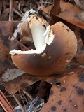 Amanita sect. Vaginatae image