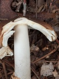 Amanita sect. Vaginatae image